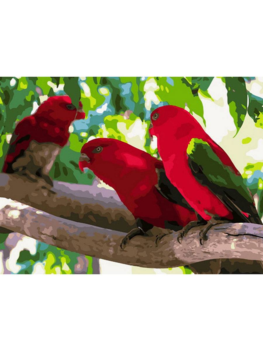 Тропические Птицы Фото